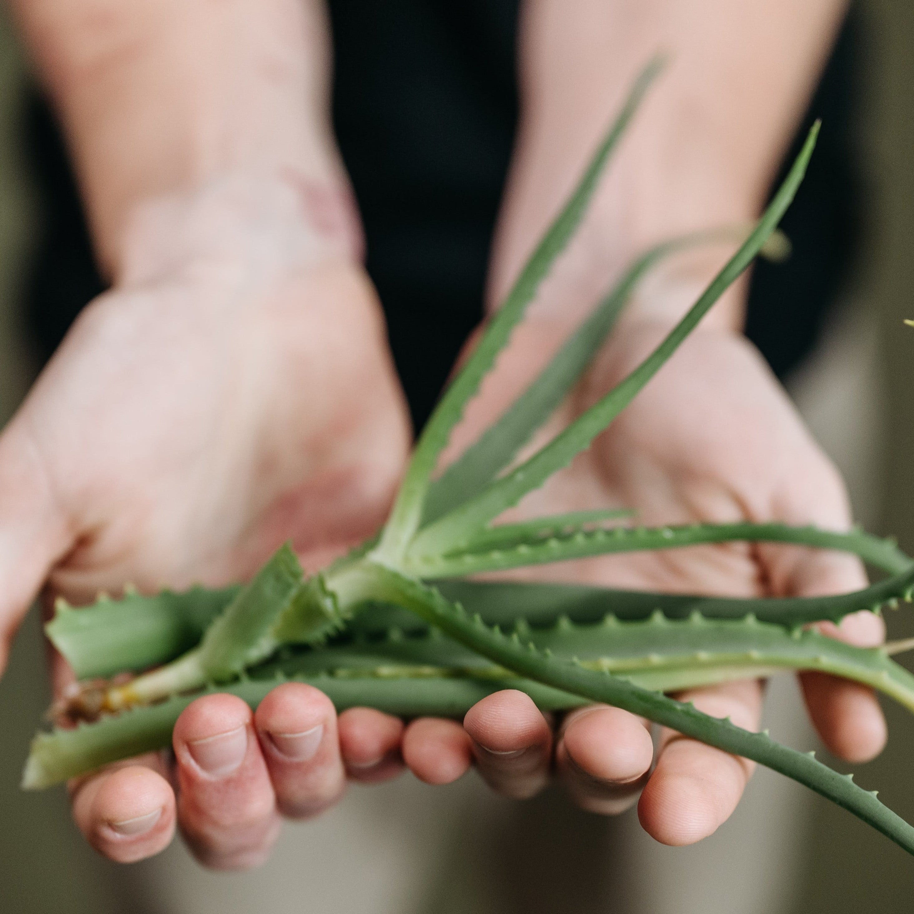 aloe vera w kosmetykach dziecięcych