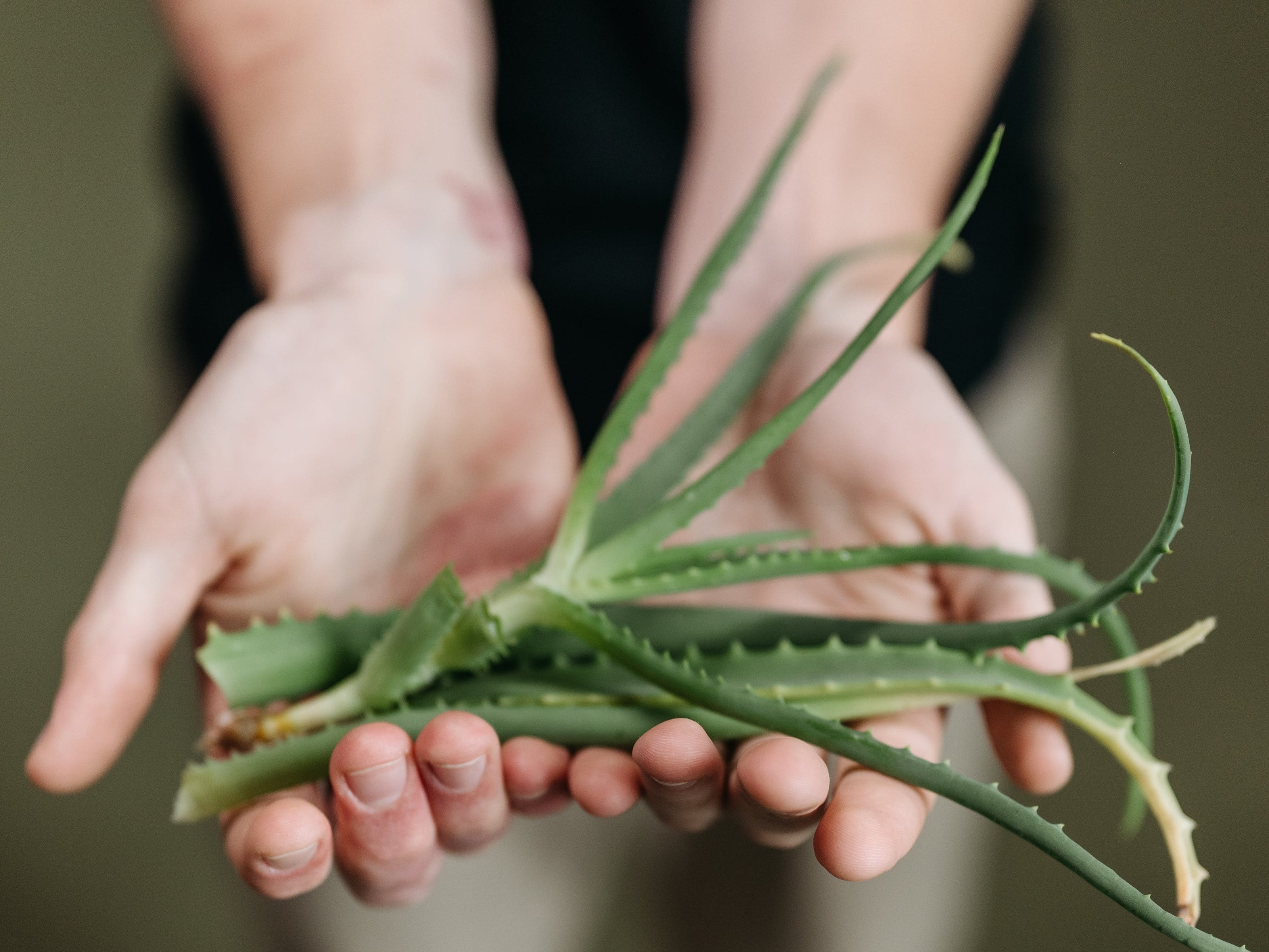 aloe vera w kosmetykach dziecięcych