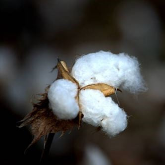 Olej z nasion bawełny